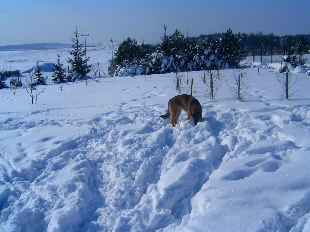 Szuka śnieżki ;D #melcia #melka #zima #pies #dog #suka #suczka #młody #szczeniak #mróz #snieg #zaspy #szalenstwo #szaleństwo #uszy #nos #piesek #gryzon #luty #piesio #owczarek #niemiecki #ogon #łapy #zabawa