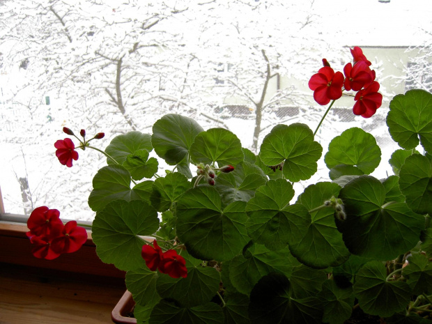 za oknem zima a na parapecie kwitną pelargonie