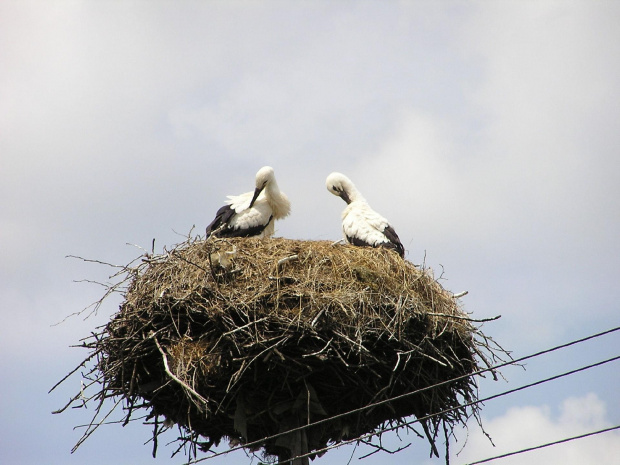 POLESIE - Pojezierze Łęczyńsko - Włodawskie #Polesie #bociany