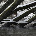 Rzeka Brda - 25.02.2011 - zdjęcie z samotnego spływu kajakowego. #Brda #lód