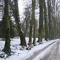Arboretum w Kórniku #zima #drzewa #śnieg #park #aleja #droga