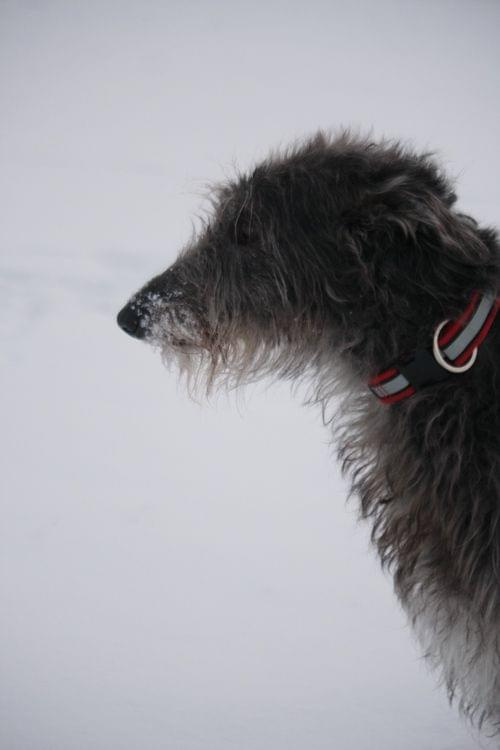 #deerhound #ChartSzkocki