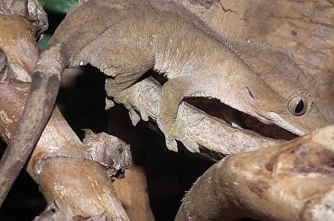 #RhacodactylusCiliatus #CrestedGecko #GekonOrzęsiony