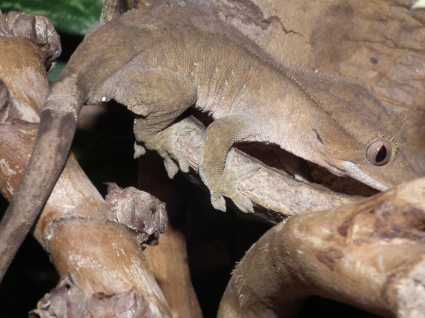 #RhacodactylusCiliatus #CrestedGecko #GekonOrzęsiony