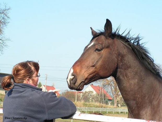 2008.10.26 Konie w Stodołach