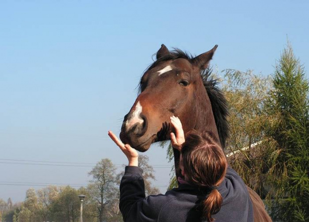 2008.10.26 Konie w Stodołach