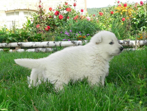 Hodowla Białego owczarka szwajcarskiego #BiałyOwczarekSzwajcarski #szczenięta #szczeniaki #psy #pies #hodowla