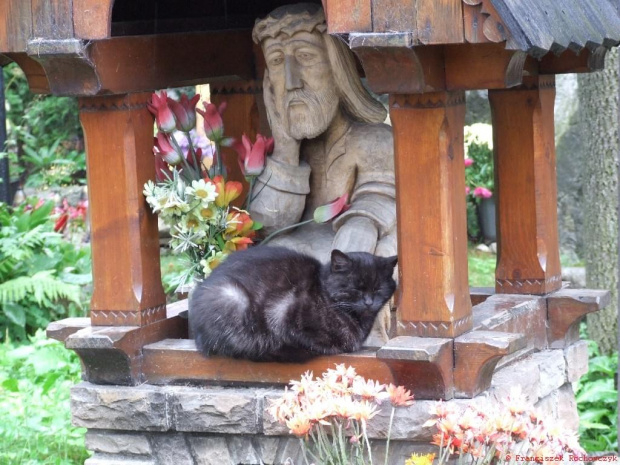 Strażnik #Koty #strażnik #Zakopane #Kot #przyroda #NaPęksowymBrzyzku