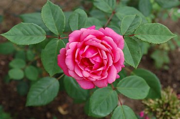 Flowers #Flowers #Kwiaty