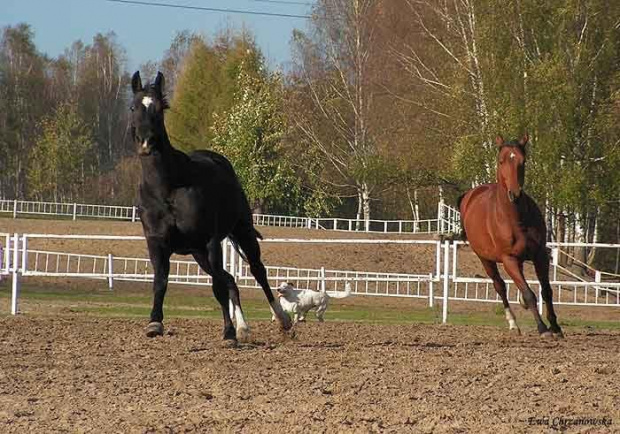 2008.10.26 Konie w Stodołach