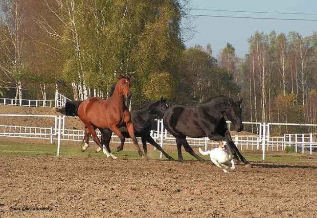 2008.10.26 Konie w Stodołach