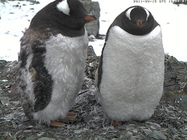 Pingwiny białobrewe, jeden jeszcze na etapie wymiany upierzenia