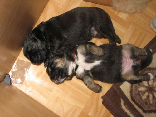 A tak śpią Tybusie-
czerwona:zobaczcie jaki mam piękny brzuszek #psy #szczeniaki #MastifTybetański