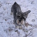śnieżny pies