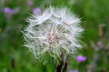 Dmuchawiec dla pesteczki 123 - "aniołka" #dmuchawiec #mlecz