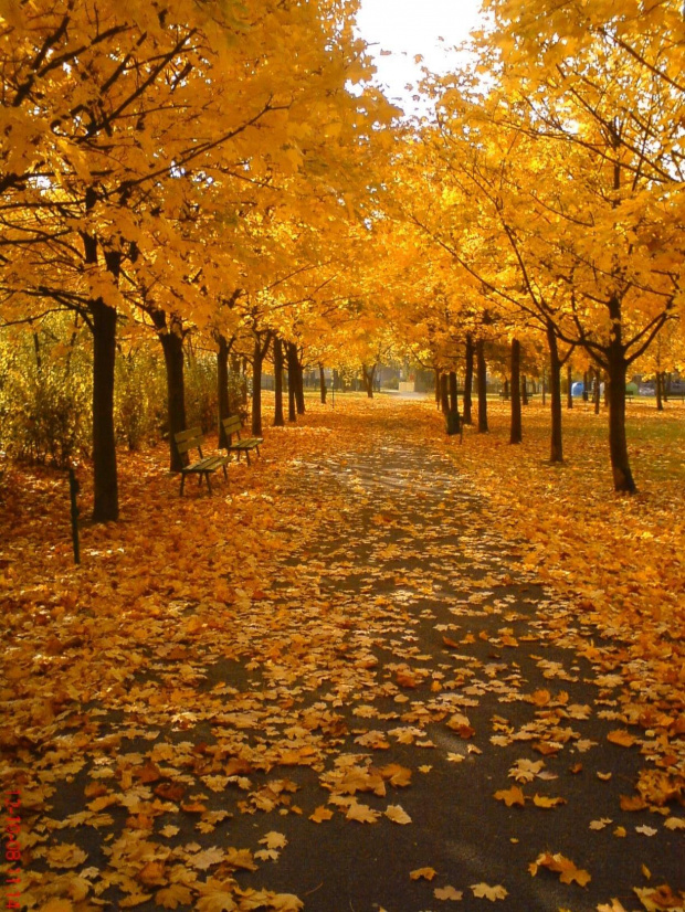 #jesień #liście #park #drzewa #JesienneKolory