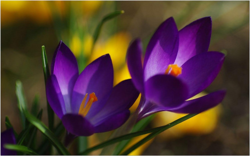 Krokusy fioletowe... #KrokusyFioletowe #makro #kwiaty #wiosna