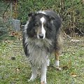 Collie 9 marzec 2009r