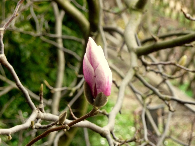 Wiosna 2011 #Pąk #Magnolia