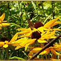 ...a w moim ogródku... #ogród #lato #kwiaty #motyl
