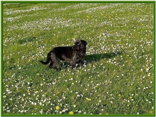 Luka na prawdziwej wiosennej łące na Westerplatte #psy #zabawa