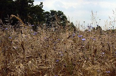 Dojrzale klosy.... #Laki