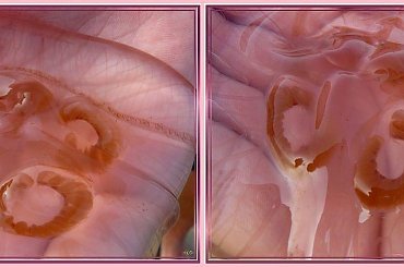 Faktura meduzy.... #collage #inaczej #makro #ZBliska #meduza