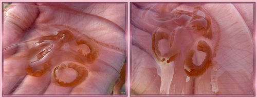Faktura meduzy.... #collage #inaczej #makro #ZBliska #meduza