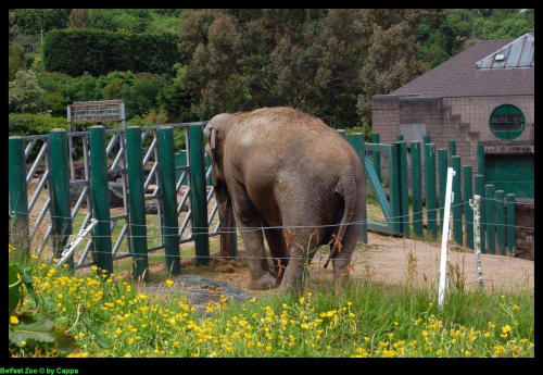 Belfast Zoo - 07/06/2008