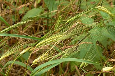 Znowu nadciagaja chmury , ale czy bedzie padac ? Jak to mowia z duzej chmury maly deszcz.... #chmury #laki