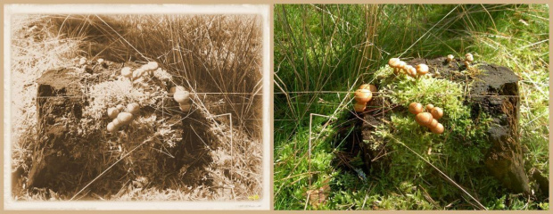stare foto...a gdyby tak na grzyby popatrzeć okiem artysty? #collage #grzyby #jesień #inaczej #StaraFotografia #NaPieńku