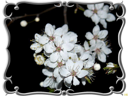 "przyłapane"w nocy #wiosna #kwiaty #drzewa #WNocy
