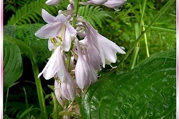 w ogrodzie...funkia po deszczu #ogród #kwiaty #ZBliska #przyroda