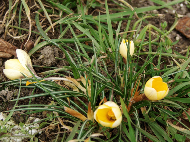 Pierwsze wiosenne kwiatki
Wiosna 2009r. #natura #kwiaty #wiosna