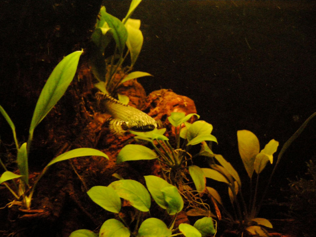 #polypterus #ornatipinnis #bichir #ornate