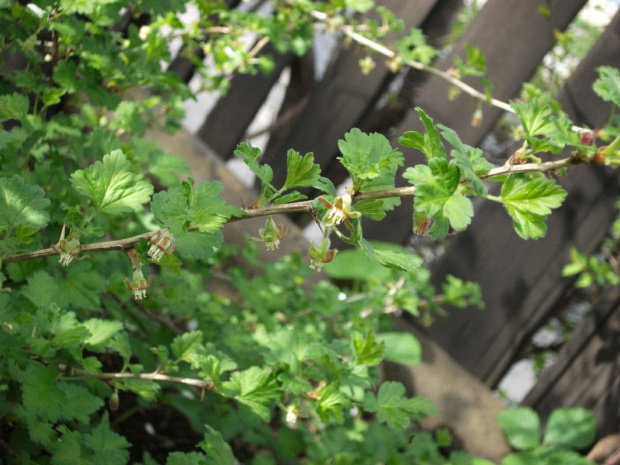 Porzeczka agrest Ribes uva-crispa L., zwyczajowo nazywana agrestem,gatunek krzewu z rodziny agrestowatych Grossulariaceae DC. Występuje w stanie dzikim w Europie, Azji, Afryce. W Polsce roślina uprawiana, dość często dziczejąca kenofit, agriofit.
Zasto...