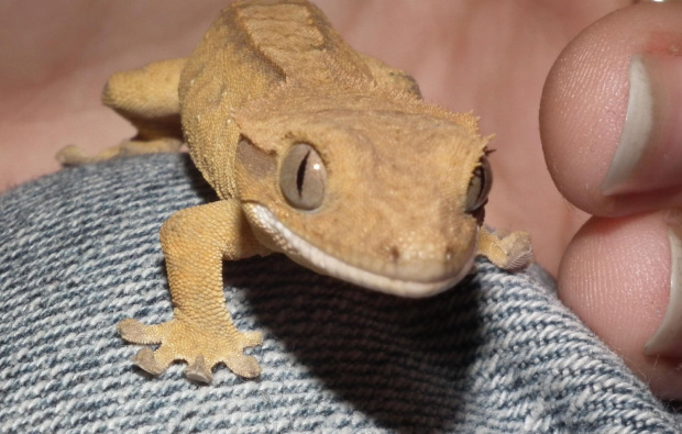 #CrestedGecko #GekonOrzęsiony #RhacodactylusCiliatus