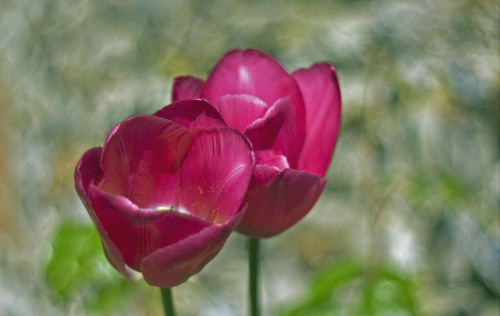 tulipanki , niestety juz powoli przekwitaja:(