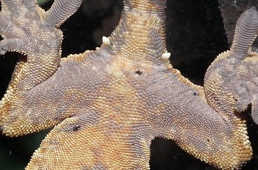 #CrestedGecko #GekonOrzęsiony #RhacodactylusCiliatus