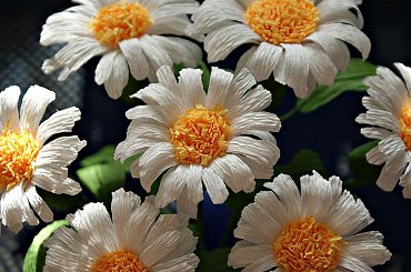 Margerytki #bibuła #dekoracje #hobby #KompozycjeKwiatowe #krepina #KwiatyZBibuły #MojePrace #pomysły #RobótkiRęczne