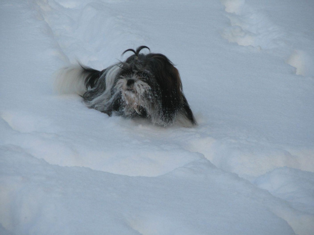 snieżny pies, Shih Tzu #psy #zwierzęta #szczeniaczki #ShihTzu
