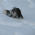 snieżny pies, Shih Tzu #psy #zwierzęta #szczeniaczki #ShihTzu