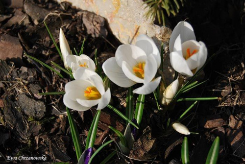 2009.03.14 Krokusy, Koty w ogrodzie