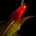 imieninowe dla mojej żonki #kwiaty #tulipany