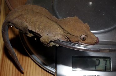 #CrestedGecko #GekonOrzęsiony #RhacodactylusCiliatus