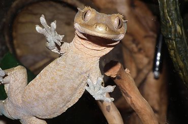 #CrestedGecko #GekonOrzęsiony #RhacodactylusCiliatus