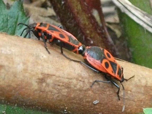 Kowal bezskrzydły Pyrrhocoris apterus, gatunek pluskwiaka z rodziny kowalowatych Pyrrhocoridae. Osiąga długość ok. 1 cm. Na odwłoku charakterystyczny czerwono-czarny wzór. U kowali bezskrzydłych występuje zjawisko polimorfizmu objawiające się silnym uw...