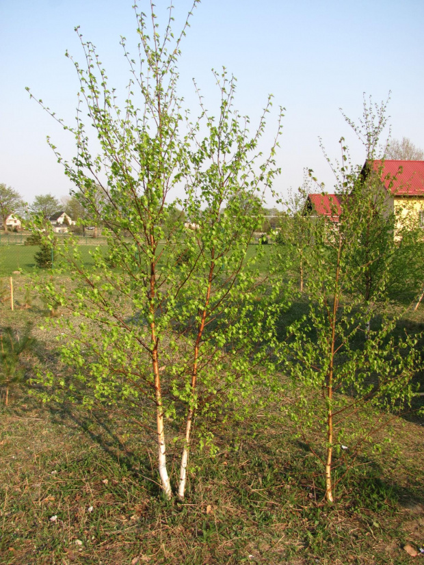 brzózki w ogrodzie