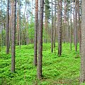 Mieszane lasy okalające miejscowość Stegna to miejsce gdzie przyroda nie została jeszcze dotknięta przez rękę człowieka www.stegna.za.pl #las #pokoje #stegna #kwatery
