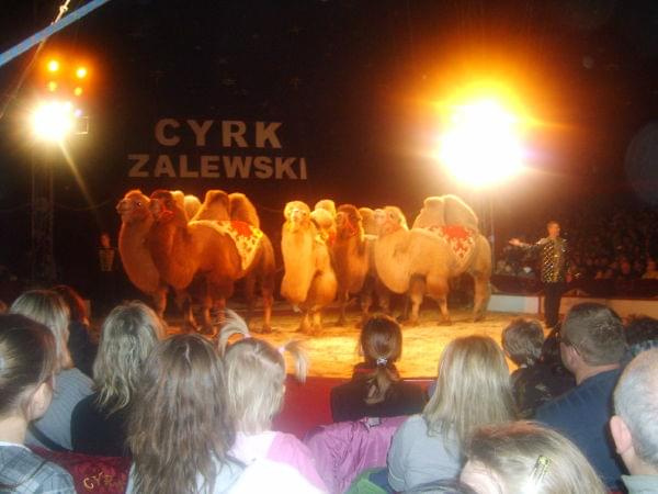 Cyrk Zalewski Inowrocław 2009 Zakaz kopiowania zapraszamy na www.cyrk-fan.com #cyrk